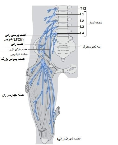 آناتومی عصب فمورال یا عصب رانی