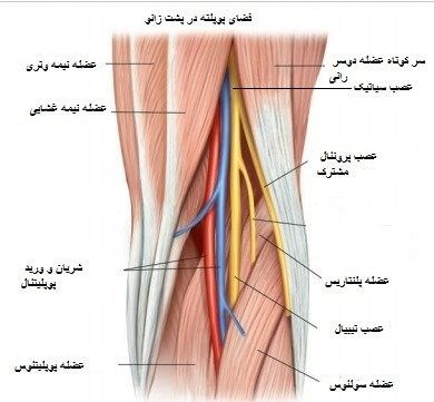 الکترود تحریک کننده در نوار عصب و عضله