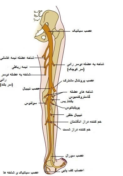 عصب سیاتیک چیست