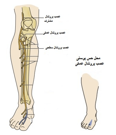 مجل حس پوستی عصب پرونئال عمقی